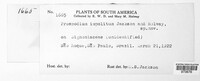 Image of Prospodium impolitum